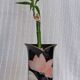 Superb vintage vase in glossy black glazed porcelain. Yamaji.