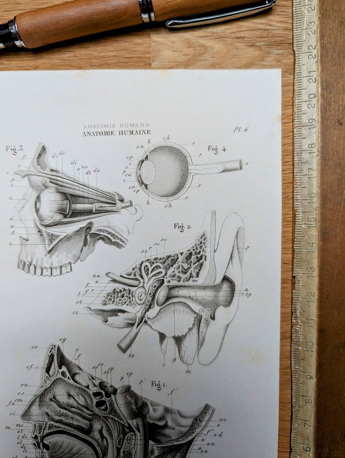 Printed in 1851, Human Anatomy, the head.