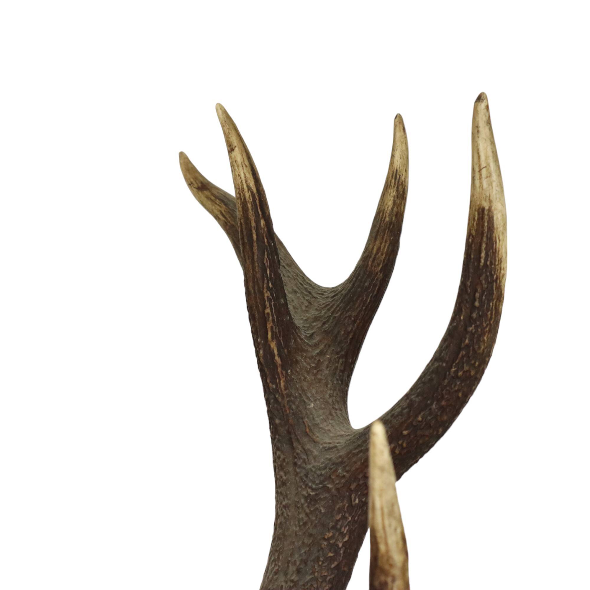 Old Deer Head Mounted Red Deer with Antlers 14-Ender Taxidermy Trophy