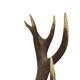 Old Deer Head Mounted Red Deer with Antlers 14-Ender Taxidermy Trophy