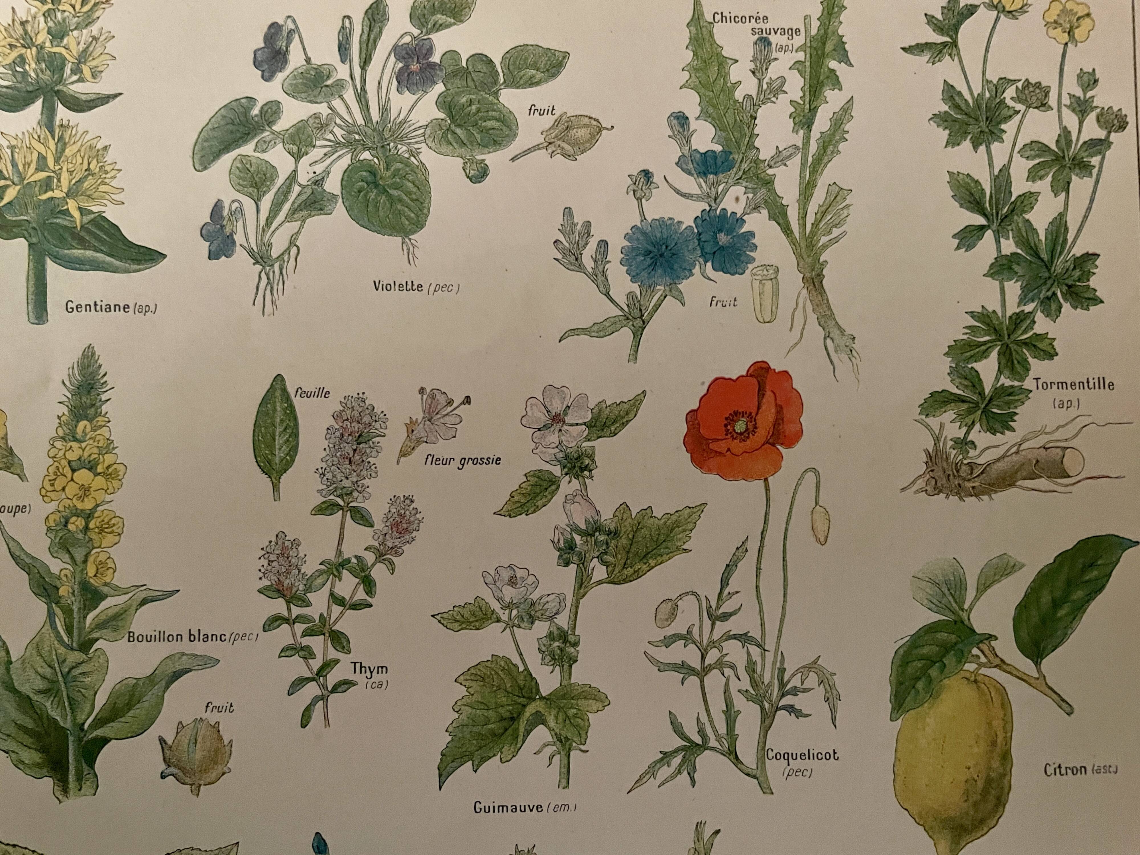 Lithograph medicinal plants (XXIV) - 1920