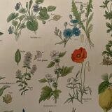 Lithograph medicinal plants (XXIV) - 1920