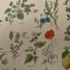 Lithograph medicinal plants (XXIV) - 1920
