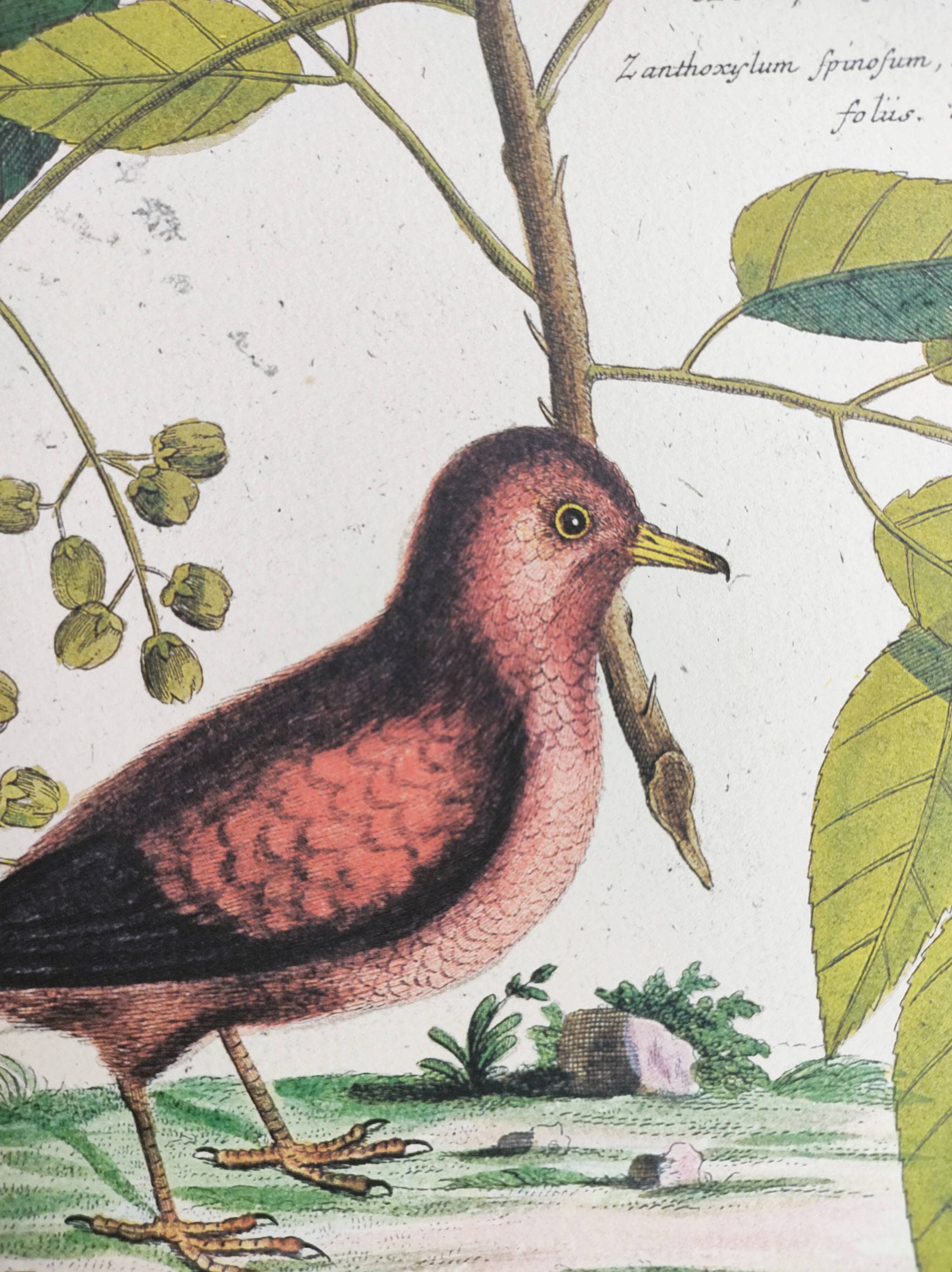 Antique bird engraving - Small Turtle Dove - Zoological plate by Seligmann