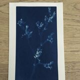 Lots of 4 10x15 Cyanotype prints to frame or give as a gift