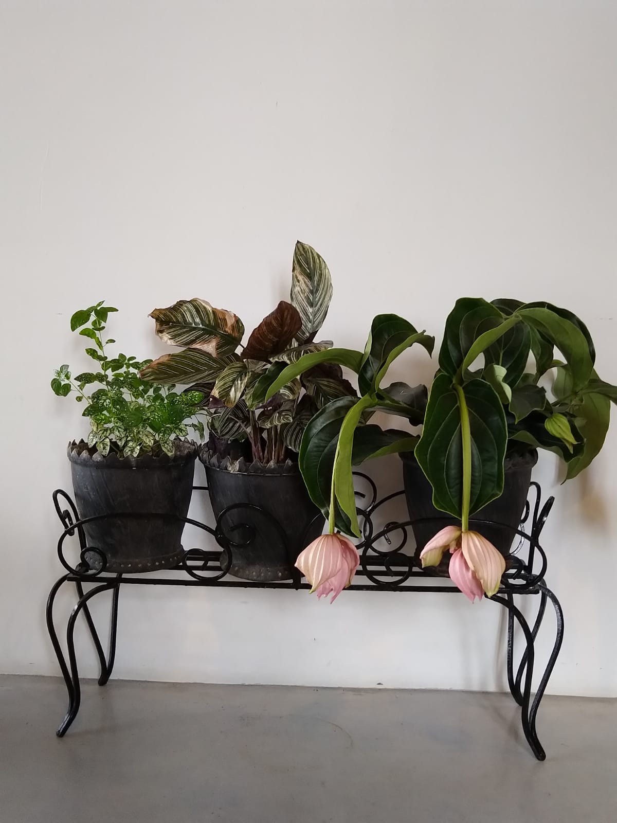 Jardinière en fer forgé