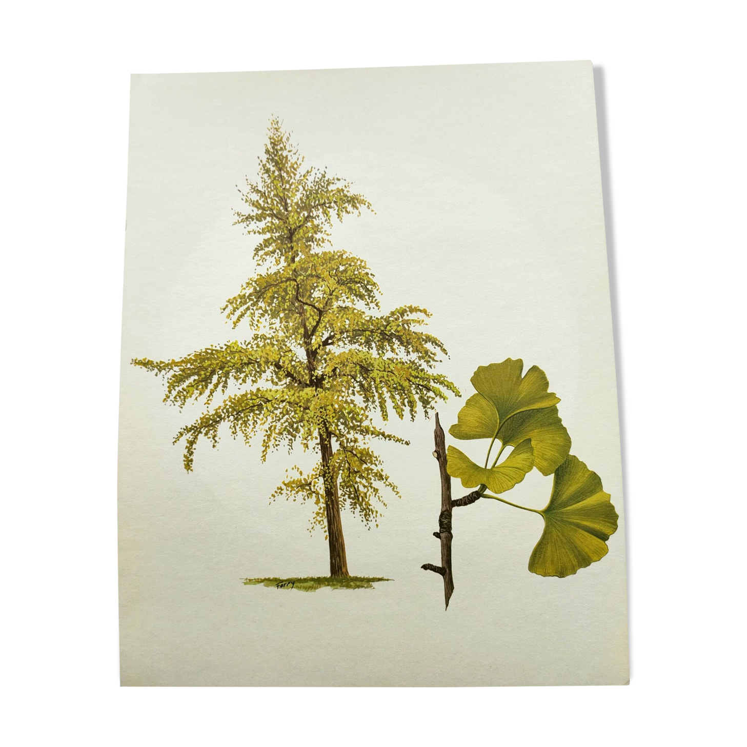 Illustration of the 40-crest tree - Vintage Botanical Nature Plate