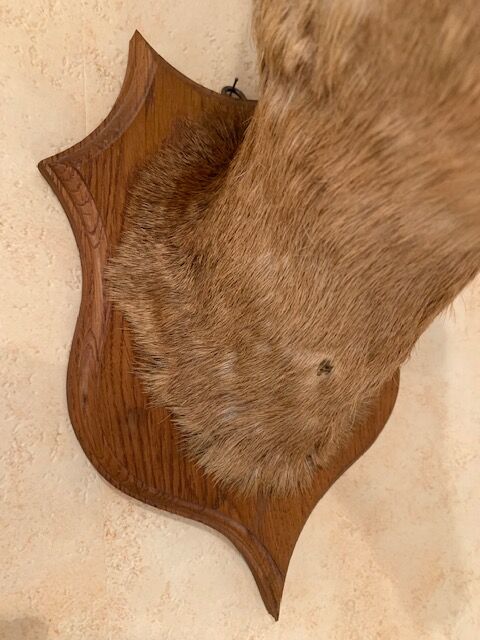 Taxidermy doe head deer deer hunting trophy