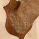 Taxidermy doe head deer deer hunting trophy