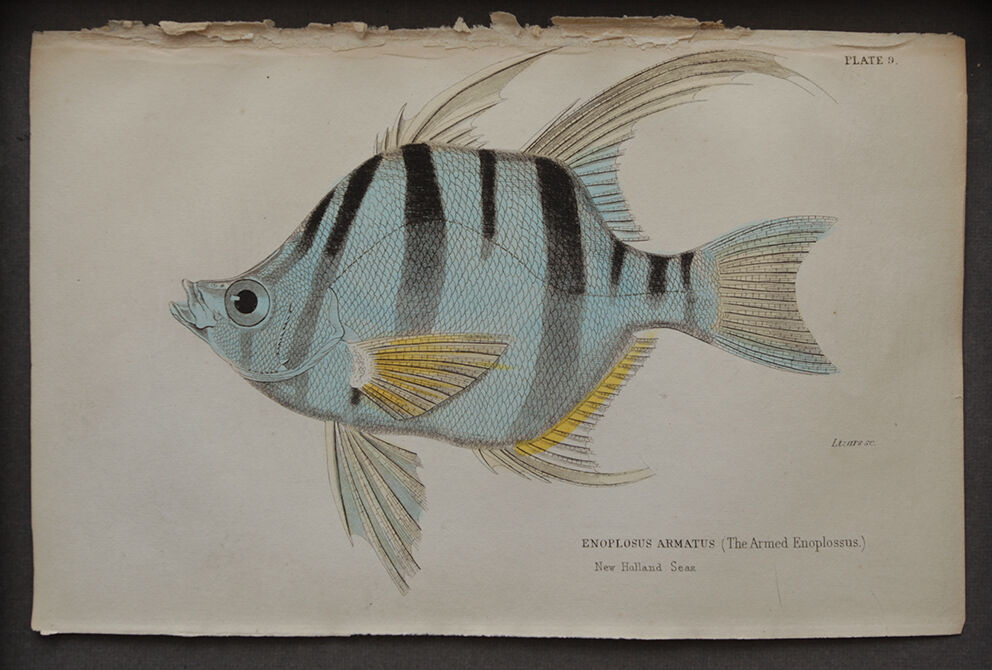 Lithography engraving vintage fish - 1850