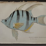 Lithography engraving vintage fish - 1850