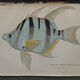 Lithography engraving vintage fish - 1850