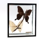 Display case with two butterflies, 1970s