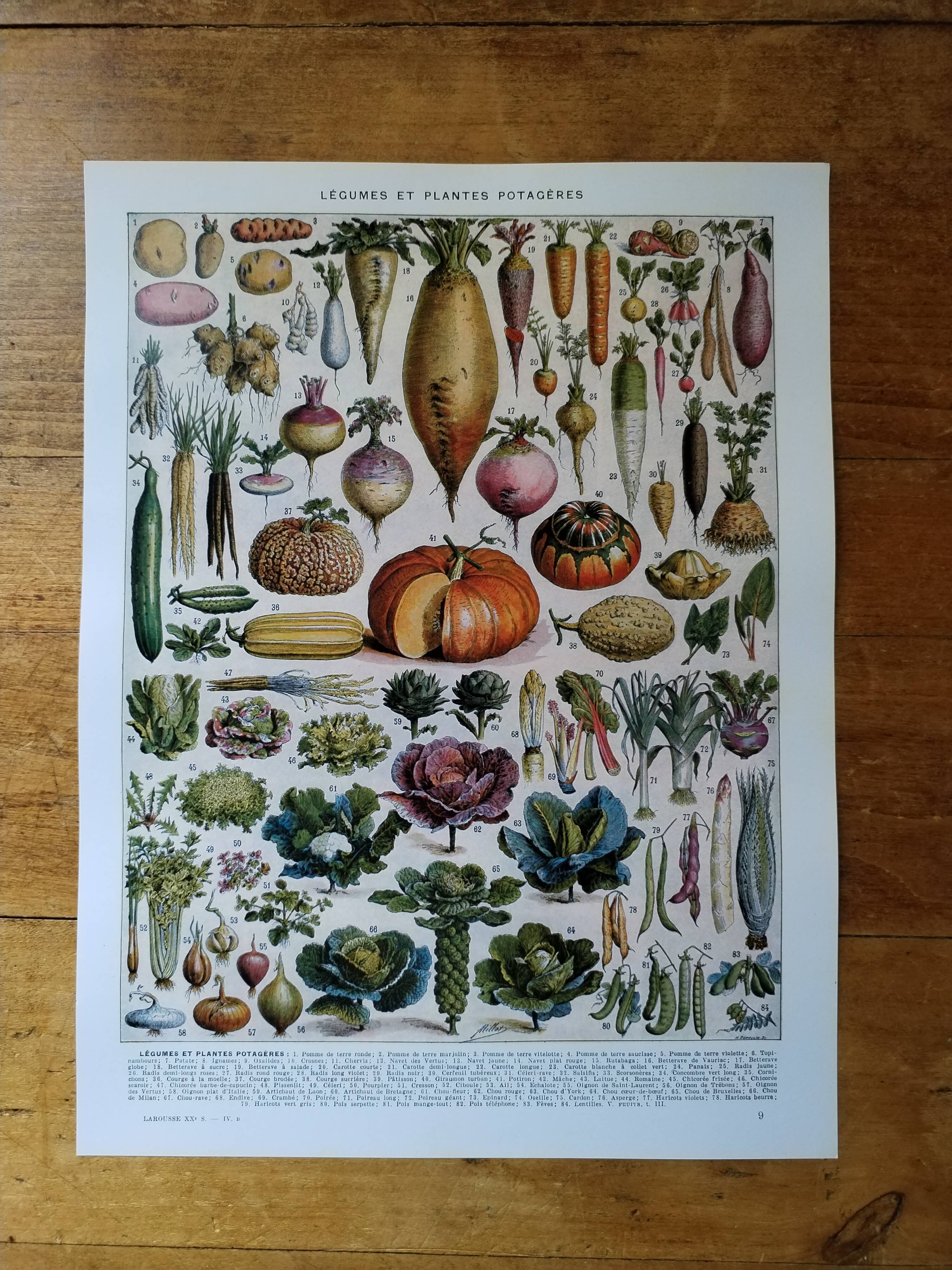 Original lithograph of vegetables and vegetable plants