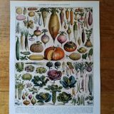 Original lithograph of vegetables and vegetable plants