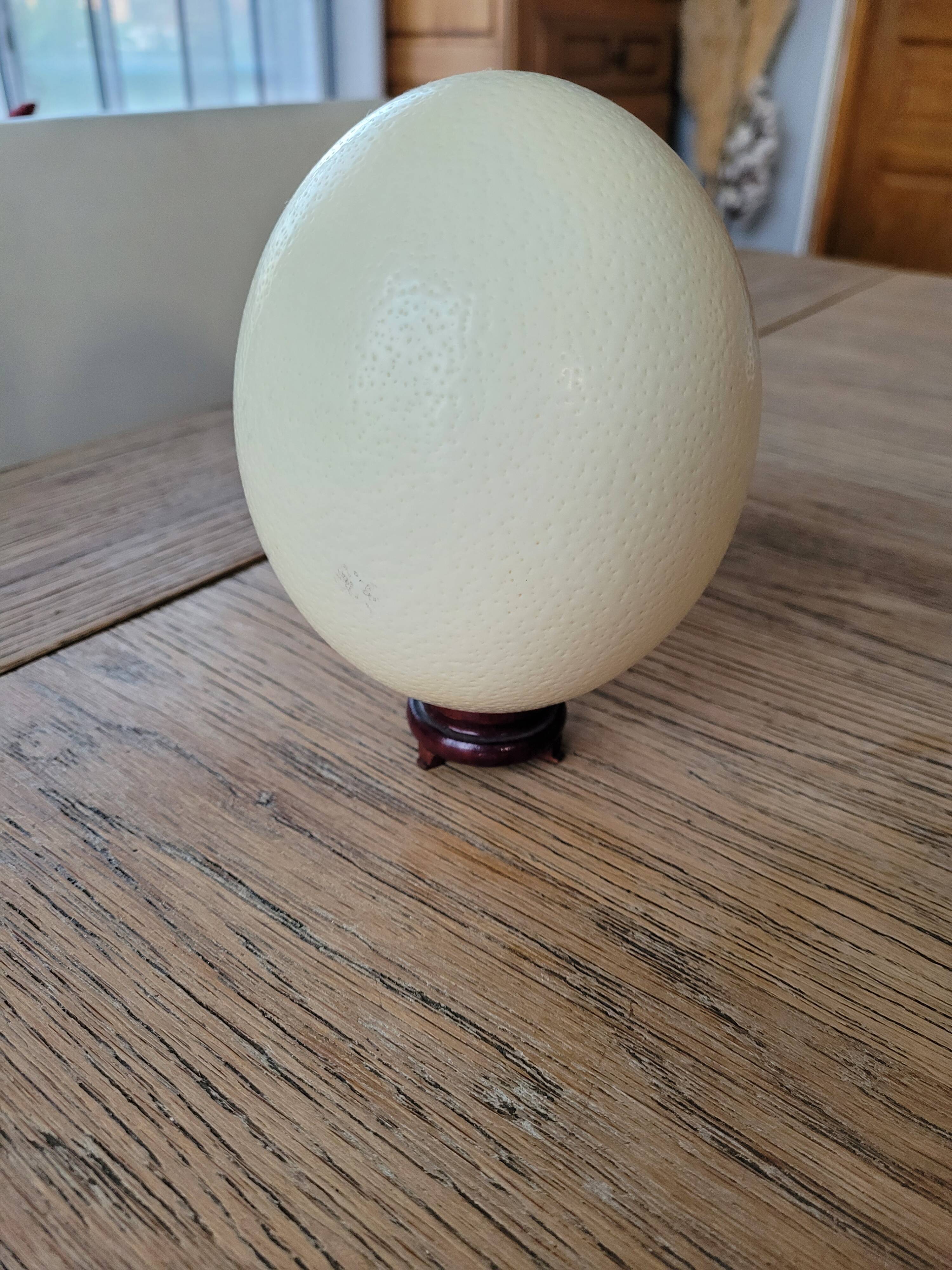 Large emptied Ostrich Egg.