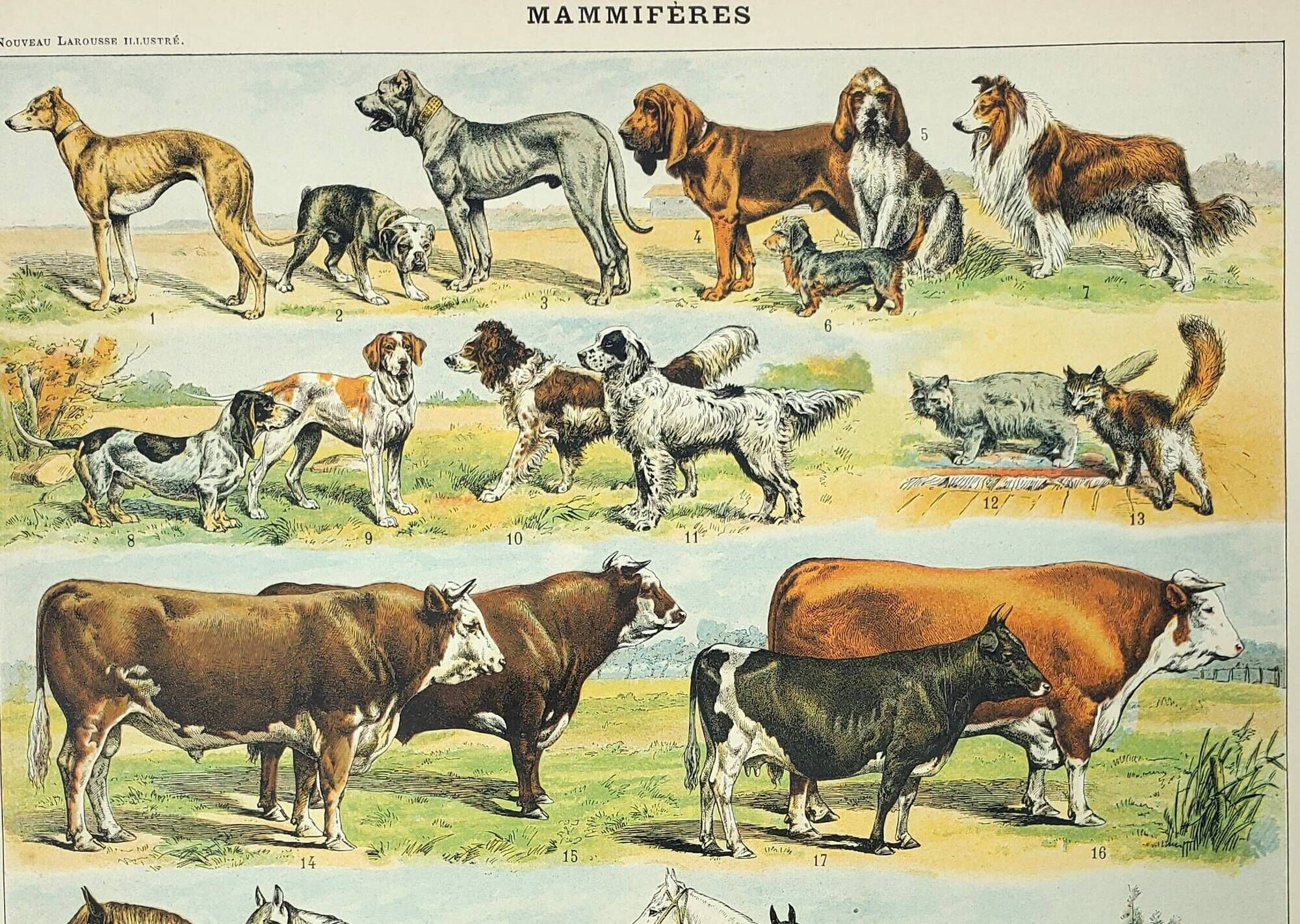 Antique engraving 1898, Mammals 4, animals, zoology • Lithograph, original illustration