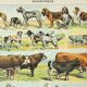 Antique engraving 1898, Mammals 4, animals, zoology • Lithograph, original illustration