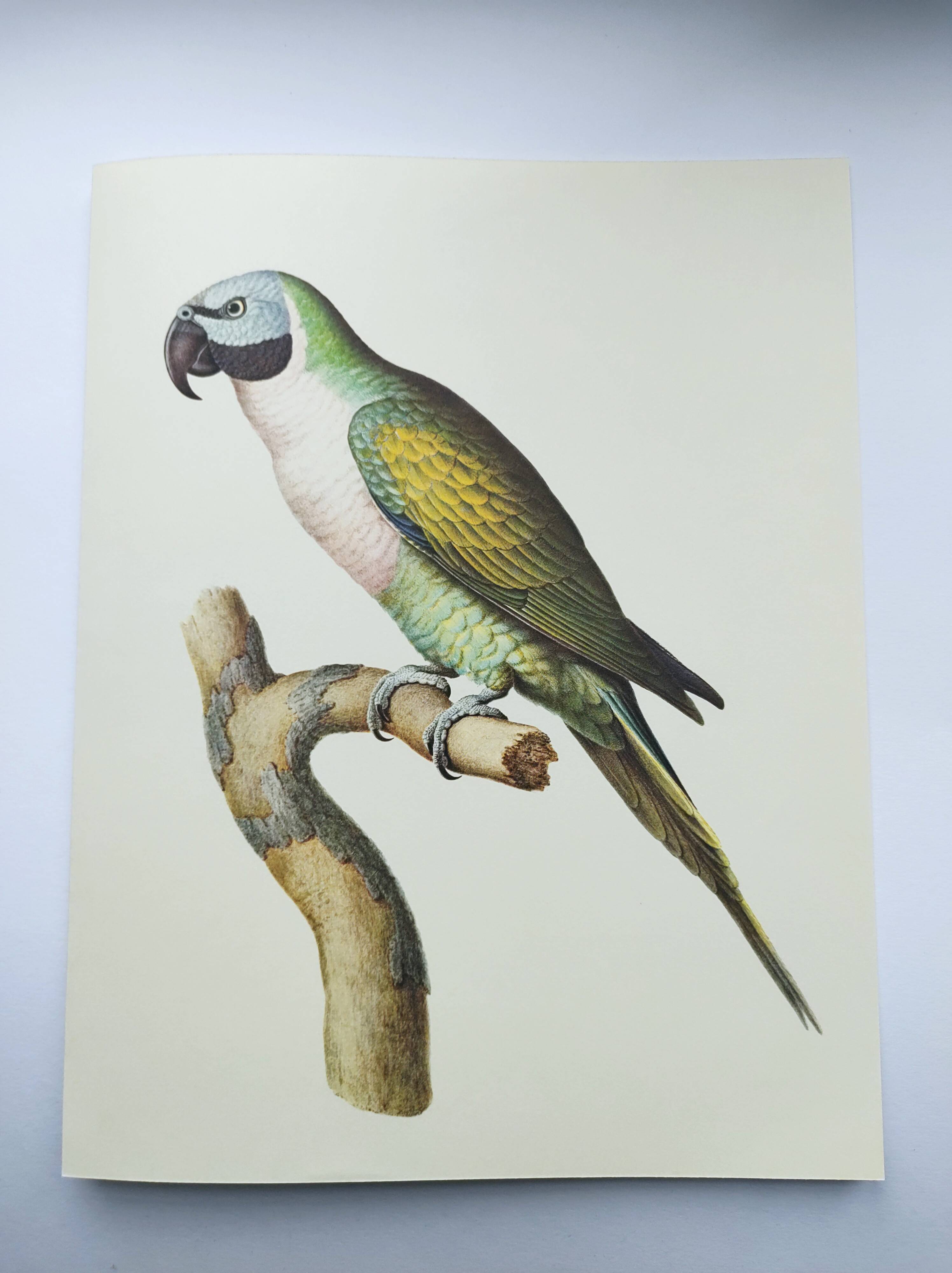 Old plate - Mustached parakeet - Natural zoological illustration