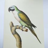 Old plate - Mustached parakeet - Natural zoological illustration