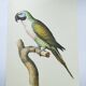 Old plate - Mustached parakeet - Natural zoological illustration