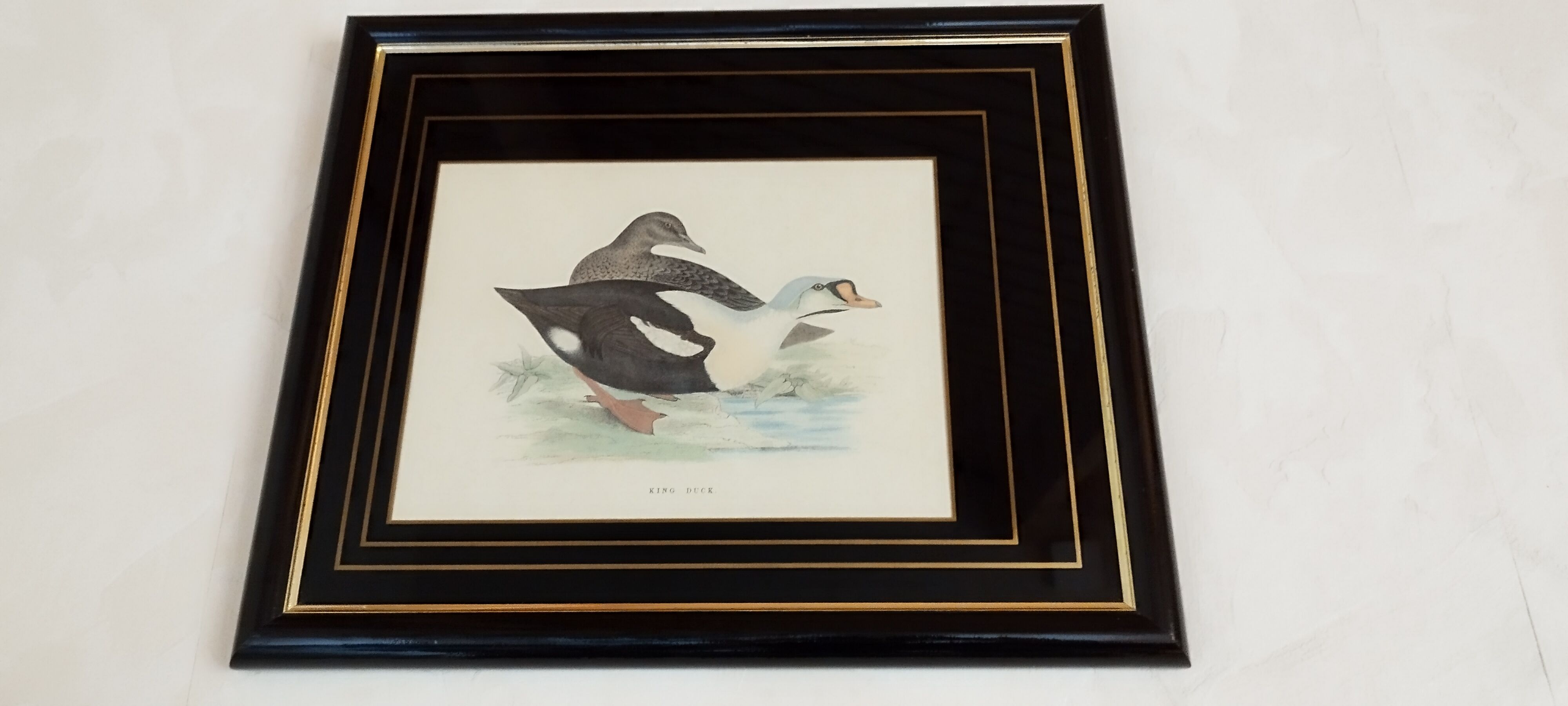 Royal duck engraving
