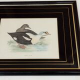Gravure canard royal