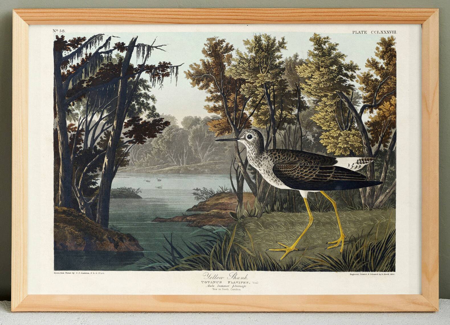 Poster about the Yellow-legged Knight, based on an old engraving