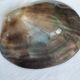 Shell-shaped pocket tray from the pearl oyster of the islands.