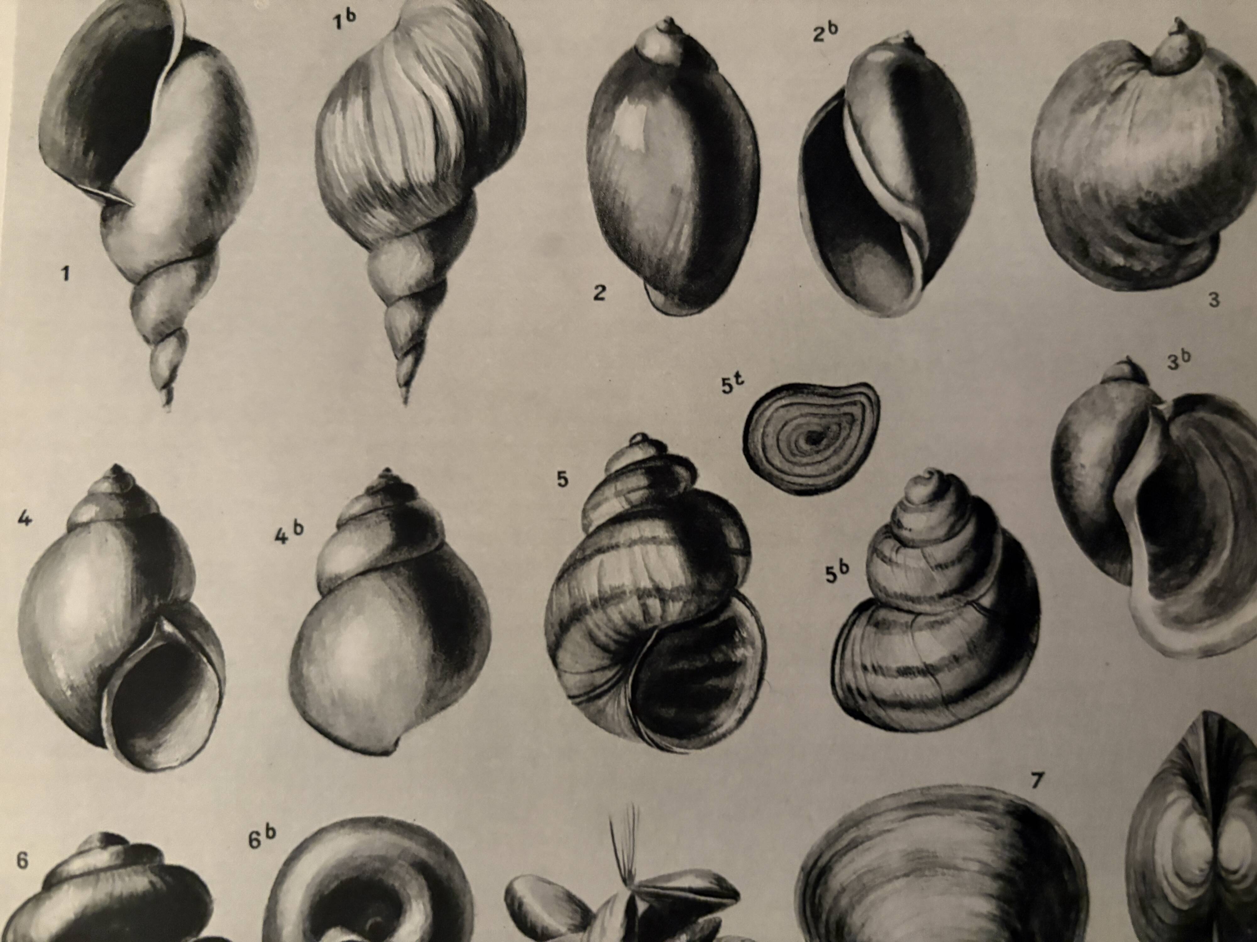 Illustrated plate on shells (freshwater molluscs) – 1950