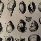Planche illustrée sur les coquillages (mollusques d'eau douce) – 1950