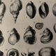 Illustrated plate on shells (freshwater molluscs) – 1950