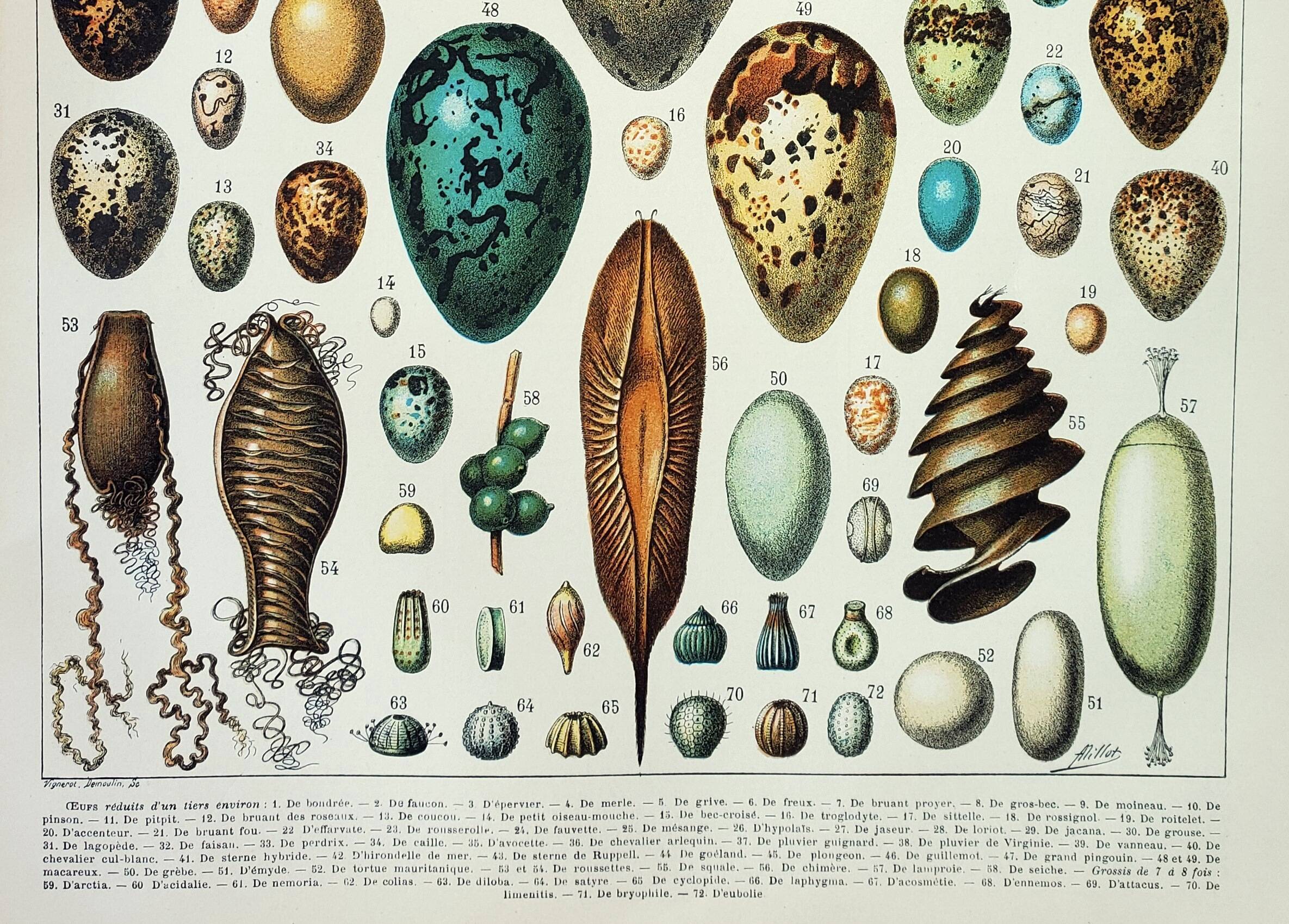 Antique engraving 1898, Eggs, birds, animals, zoology • Lithograph, original illustration