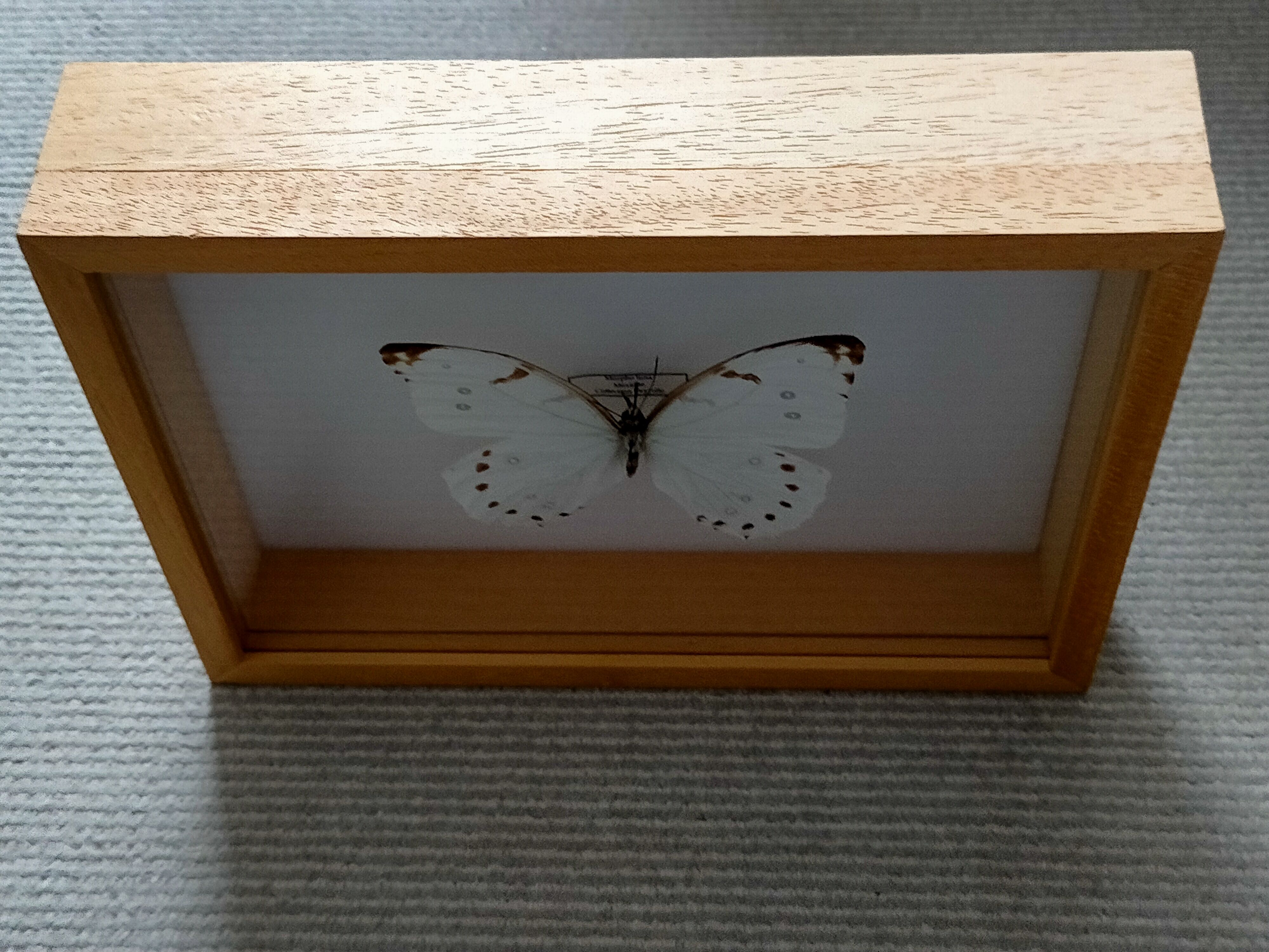 Framed Butterfly