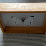 Framed Butterfly