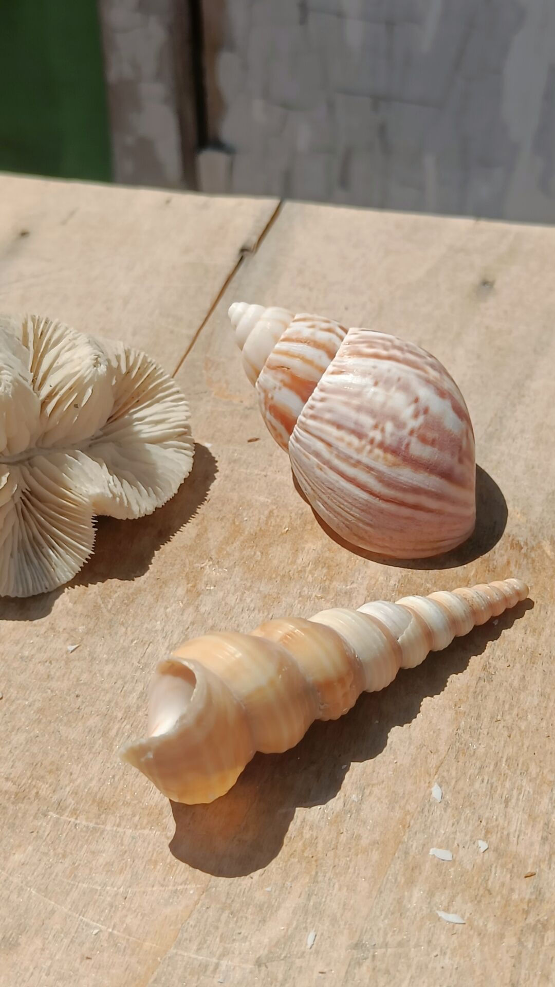 Coral and shells