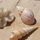 Coral and shells