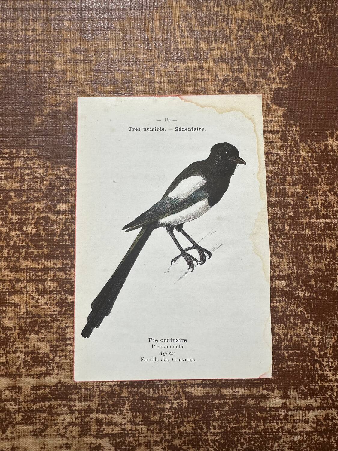 Gravure botanique planche naturaliste ancienne oiseaux