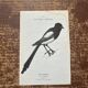 Gravure botanique planche naturaliste ancienne oiseaux