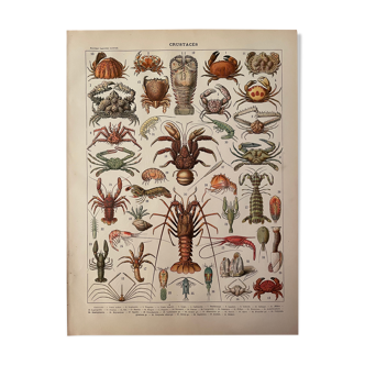 Lithographie gravure crustacés de 1897