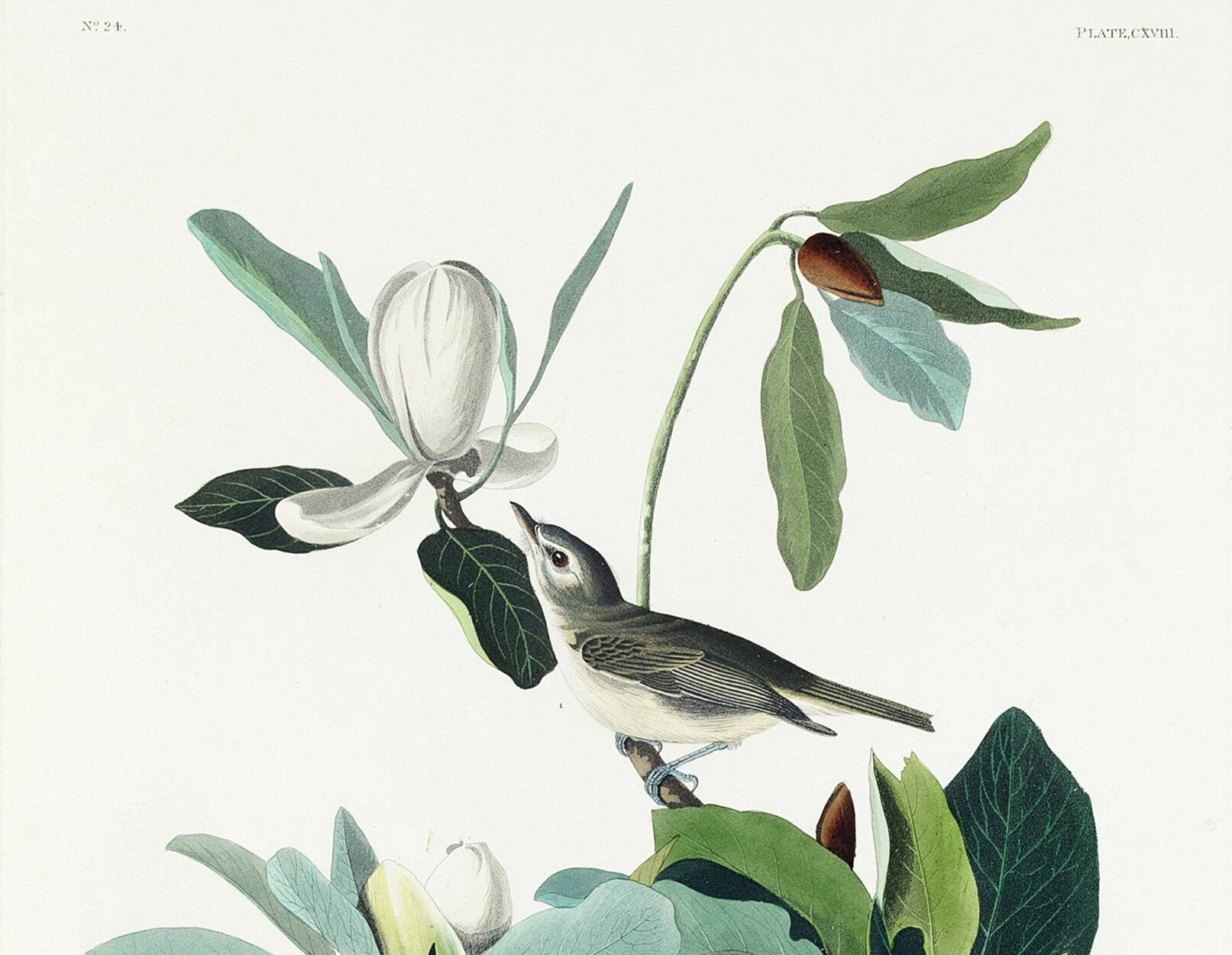 Affiche sur le Viréo aux yeux rouges, d’après une gravure ancienne de 1827.