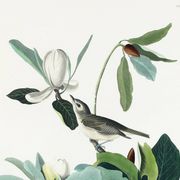 Poster about the red-eyed Vireo, based on an old engraving from 1827.