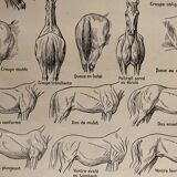 Lithographie gravure sur l'anatomie du cheval de 1921 (tête, croupe, sabots)