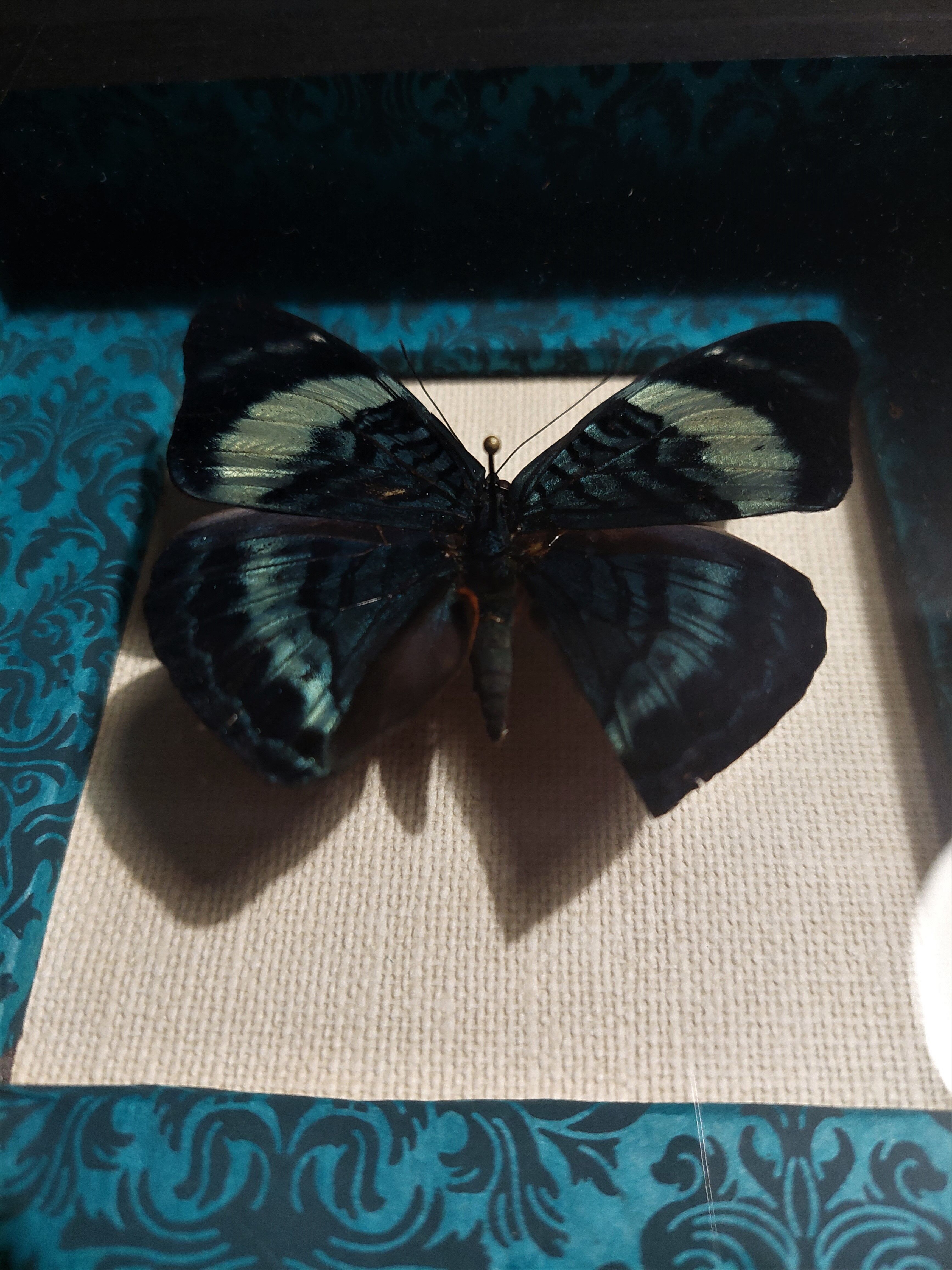 Natural history entomology butterfly frame panacea procilla