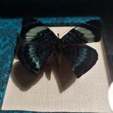 Natural history entomology butterfly frame panacea procilla