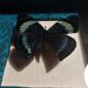 Natural history entomology butterfly frame panacea procilla