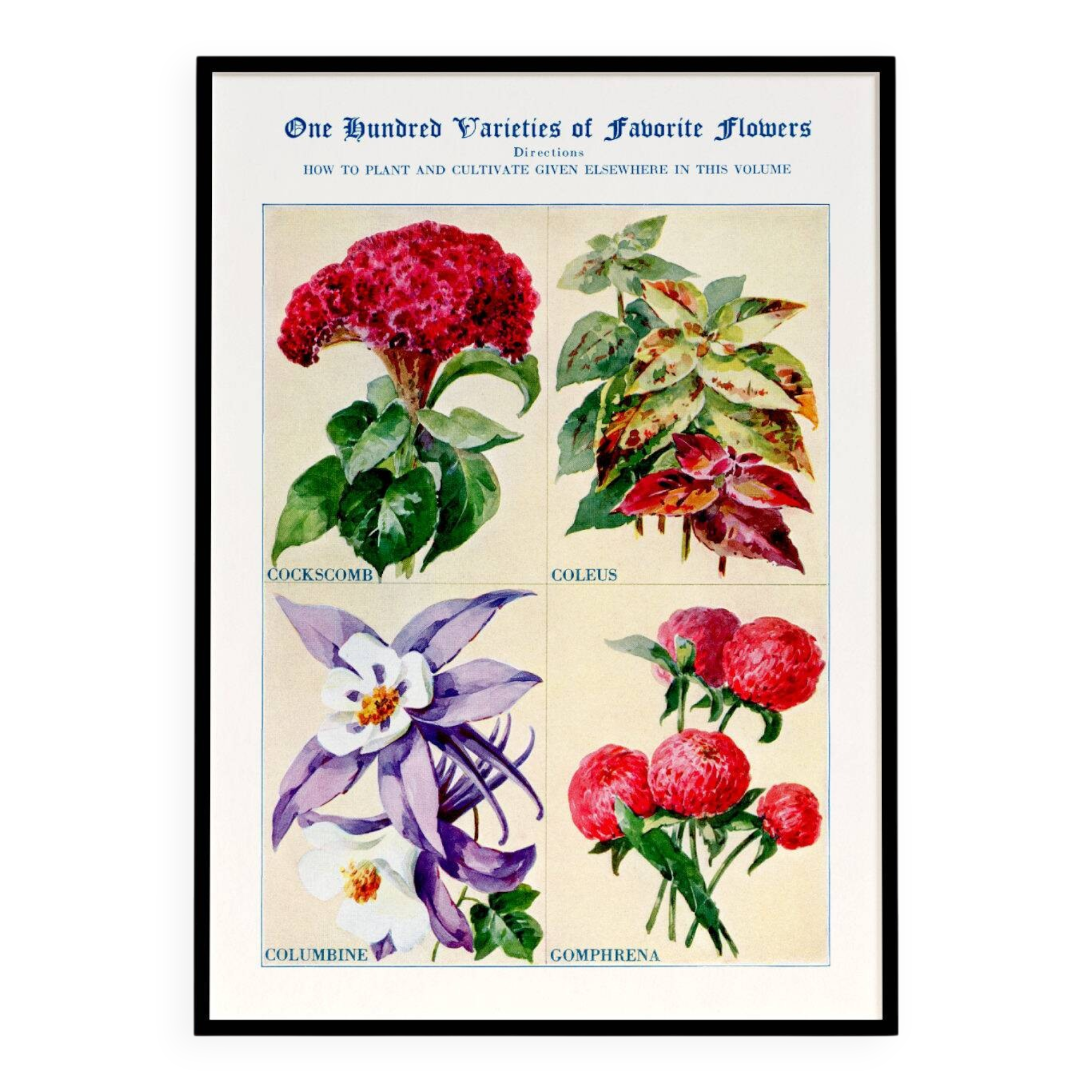 Poster about celosia, coleus, columbine and gomphrene