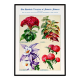 Poster about celosia, coleus, columbine and gomphrene