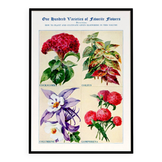 Poster about celosia, coleus, columbine and gomphrene