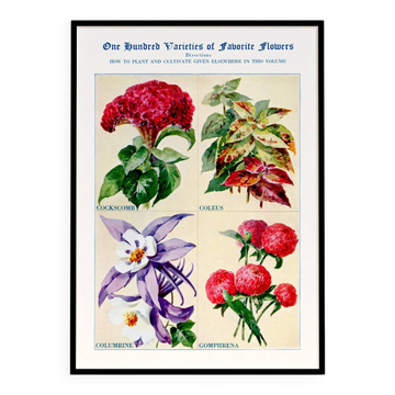 Poster about celosia, coleus, columbine and gomphrene